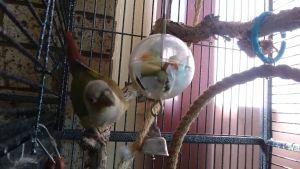 Paradise Toys Foraging Sphere