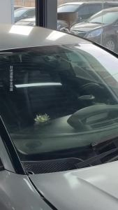 CARORI Car Aromatpy Perfume 香百年 (100g)