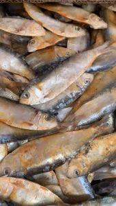 ikan asin tembang sisik kaca