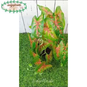 Pohon Artificial Pohon Rambat Juntai Mini Arrowhead Corak Merah Pot Kotak Motif Kayu Hiasan Meja