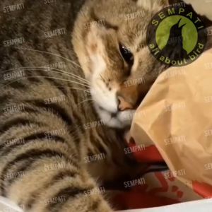 SEMPATI Cat-Immune Cat Imun Kapsul Vitamin Imun Kucing Cat Kitten Adult Anabul Suplemen Anti Virus Bakteri Stress Jaga Daya Tahan Tubuh Kucing Sehat