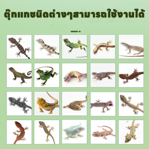 การประกันคุณภาพ เจลขับไล่ กำจัดจิ้งจก120g ยากำจัดจิ้งจก เจลไล่ตุ๊กแก ปลอดภัยและไม่มีสารพิษ สารสกัดจากพืชบริสุทธิ์ Gecko Repellent