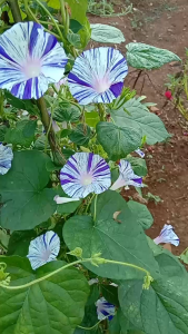 GG | 30 Benih Bunga Morning Glory Heavenly Blue