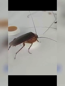 Imported from Japan Cockroach killer Powerful 24 capsules cockroach killer gel Safe non-toxi