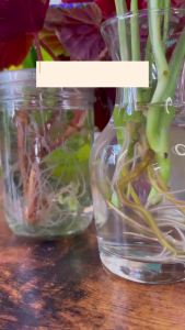 Liquid Rooting Hormone Concentrated Plant Fertilizer Fast Acting Root Promoter Solution for Succulents Orchids Indoor Trees