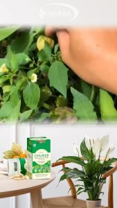 Kapsul Ciplukan Penurun Diabetes Herbal Tazakka