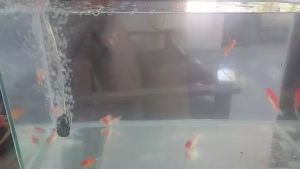 (BISA COD) Paket Mesin Aerator 1 Lubang untuk Aquarium Best Seller