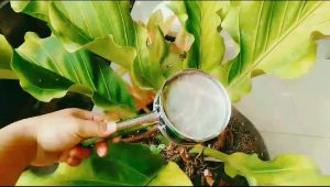 saringan/ayakan tepung teh kopi ayakan serbaguna lucu bahan stainless steel