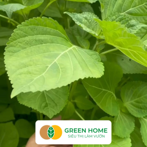 Hạt Giống Rau Đay Xanh GreenHome Gói 20gr~2500 hạt Dễ Trồng Quanh Năm Thu Hoạch Nhanh R23