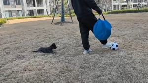 4 In 1 Gawang Sepak Bola Anak Lipat Gawang Bola Portable Gawang Lipat Anak Latihan Akurasi