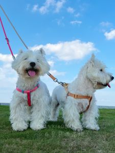 Pet Leash Outdoors Dog Walking Neck Ring Traction Chest Back West Highland Bichon Universal Pet Supplies Color Collision