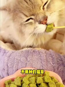 ZHUCHONG | Thức Ăn Bổ Sung Dinh Dưỡng và Làm Sạch Răng Cho Mèo Hình Cầu