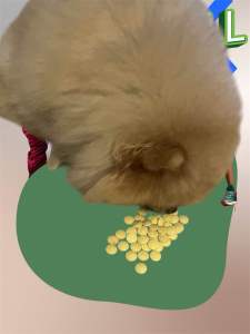 Hỗ Trợ Hen Khó Thở Dành cho chó mèo