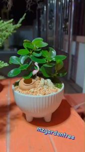 [ต้นไม้จริง] สวนถาดไม้มงคล ช้อนเงินช้อนทอง กระถางกลมสามขา**ไม้คัดฟอร์มสวยทุกต้น**