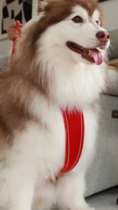 Belka Comfort Harness สายรัดอก สายจูง สำหรับสุขนัขขนาดใหญ่