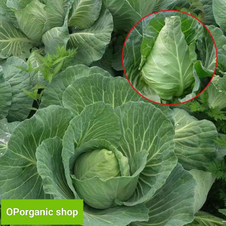 เมล็ดพันธุ์กะหล่ำปลีหัวใจ โฟร์ซีซั่นส์ ปลูกง่าย อัตราการงอกสูง