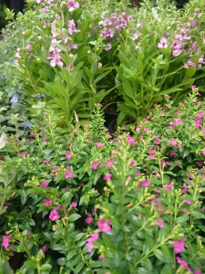 ต้นหลิวไต้หวัน สีม่วง หลิวไต้หวัน ในกระถาง 5นิ้ว