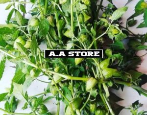 Jual Daun Batang Ciplukan Segar 1=kg Di Ambil Langsung Saat Order Masuk