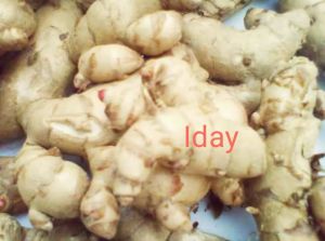 temu putih asli / kunyit putih obat herbal 1kg temu putih asli bersih