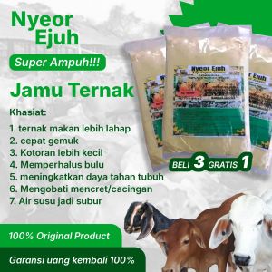 JAMU SAPI DAN KAMBING NYEOR EJUH Alami 100% Gemuk tanpa efek samping