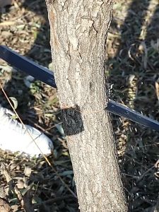 เลื่อยมือตัดไม้ ญี่ปุ่น SK5 ใช้ 10 ปีก็ไม่พัง ของแท้ 100% ป้องกันสนิม เลื่อยมือ ไซส์ใหญ่ใบมีด30ซม.เลื่อยตัดกิ่งไม้ เลื่อยตัดไม้ เลื่อยพกพา เลื่อยมือพกพา