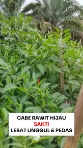 Benih Cabe Rawit SAKTI 500 Seed Cap Bunga Matahari Lebat Unggul Pedas