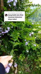 250 gram Daun Sinyo Nakal Segar / 100 gram Daun Sinyo Nakal Segar Langsung Dipetik Saat Order Masuk