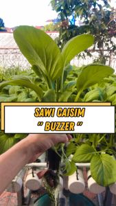 Benih Bibit Sawi Caisim Unggul Buzzer Garuda Seed 25 Gram