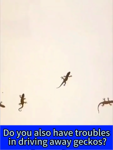 【100㎡ without Gecko】Gecko Insecticide Lizard repellent 2025 plant formula is upgraded Insect spray