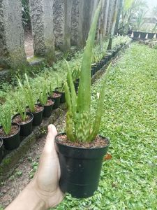 Bibit Lidah Buaya Jumbo Dalam Pot Di Jual Dalam Pot
