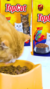 1kg TopCat Dry Pet Food All Breeds Adult Cat Cats Pet Healthy Soft Savory Nutritous Healthy Meal