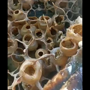 Madu Klanceng Lebah Trigona Madu Lebah Trigona Murni Berkhasiat Untuk Kesehatan