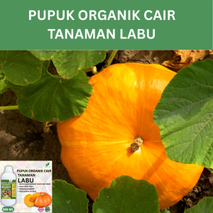 Pupuk Buah Labu 500 ML /Pupuk Booster Labu Cepat Berbuah Lebat/Pupuk Cair Labu