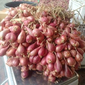 Bibit Bawang merah Brebes asli 1kg siap tanam
