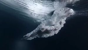 kacamata renang dewasa remaja baru anti UV tahan air anti kabut/kacamata renang selam gratis penyumbat telinga  JF Indonesia