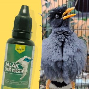 Vitamin Jalak Kebo Gacor / Vitamin Penggacor Jalak Suren Bali Putih / Doping Burung Jalak Suren Kebo