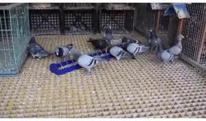 ชั้นวางอาหารนกพิราบขนาดใหญ่ PAULOZYN 2 ชิ้น เครื่องจ่ายอาหาร ช่องใส่เครื่องมือ ภาชนะหนาสำหรับสัตว์ปีก ไก่ เป็ด นกแก้ว อุปกรณ์นก