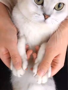 (Bán sỉ: 10 bộ) Bộ kìm cắt móng kèm dũa cho Chó Mèo Taotaopets (tệp giấy) - Love Pets Shop