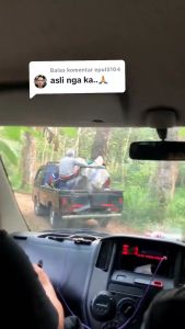 Madu Original Savana 1kg Asli Hutan Akasia