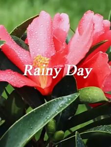 Premium Essential Oil Reed Diffuser Room Fragrance Aromatherapy Aroma Diffuser Oil Perfume Aromaterapi 50ml 空气清新剂卧室内房间香水香氛摆件熏香家用厕所酒店香薰精油持久