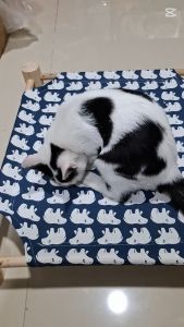 Giường gỗ cho thú cưng kèm vải thoáng khí nhiều màu sắc dễ dàng tháo lắp và làm sạch giường gỗ cho mèo - Nuôi Pet Shop