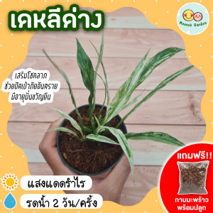 [แถมกาบมะพร้าวพร้อมปลูก] เดหลีด่าง ไม้ด่าง ต้นไม้มงคล กระถาง 3 นิ้ว เลี้ยงแดดรำไร ต้นไม้มงคลจิ๋ว ต้นไม้ฟอกอากาศ