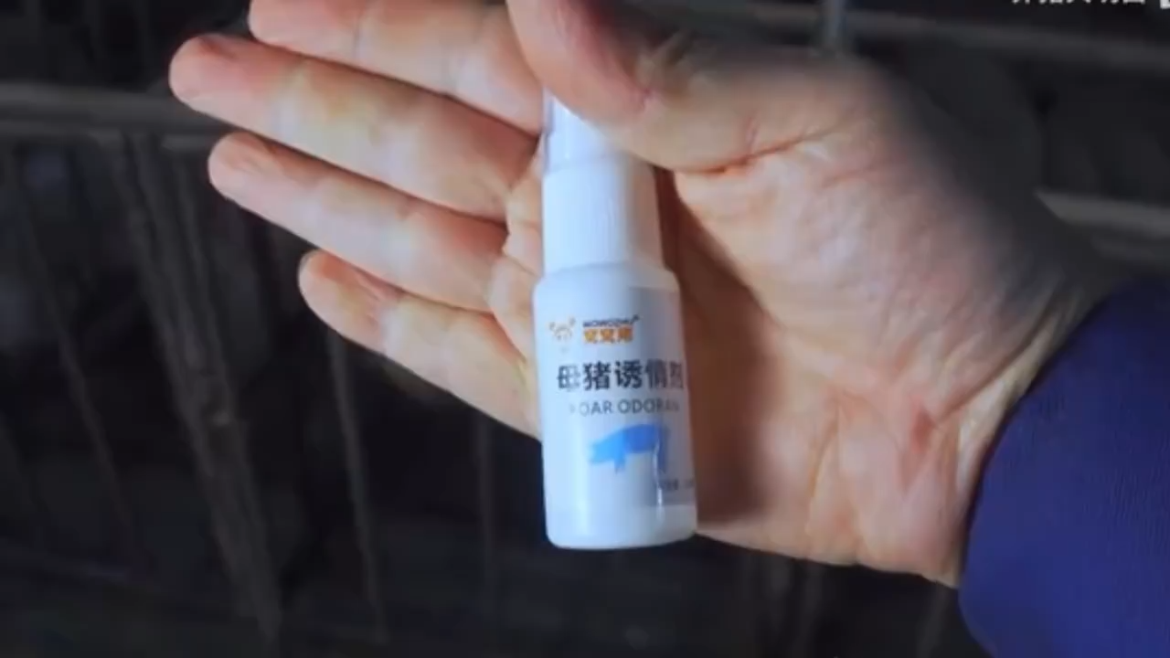 Boar Odor Agent Reserve Sow Attractant Pigs Use Pheromones Oestrus induction