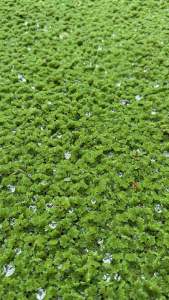 Azolla Organic Feed for Livestock - 500mL - Ships from South Luzon