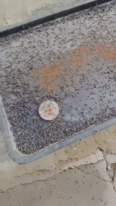 ผงไข่เน่า ผงฆ่าแมลงวัน เหยื่อกำจัดแมลงวัน 1กล่อง/20ซอง อิมิดาโคลพริด-สูตรผลแรง ได้ผล100% ไม่มีผลพร้อมคืนเงิน ยาฆ่าแมลงวัน ฆ่าแมลงวันขั้นเทพ ใช้ฆ่าแมลงวันบ้าน เหยื่อล่อแมลงวัน ยากำจัดแมลงวัน ยาแมลงวัน ไล่แมลงวัน ที่ดักแมลงวัน ผงกำจัดแมลงวัน