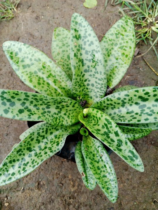 Variegated FOREVER RICH Live plant with FREE Fertilizer and Pot - Lazada |  Lazada PH