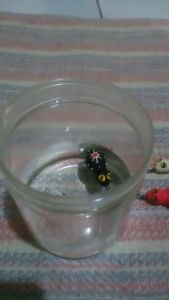 soft frog murah gabus toman 35cm langsing homemadelure