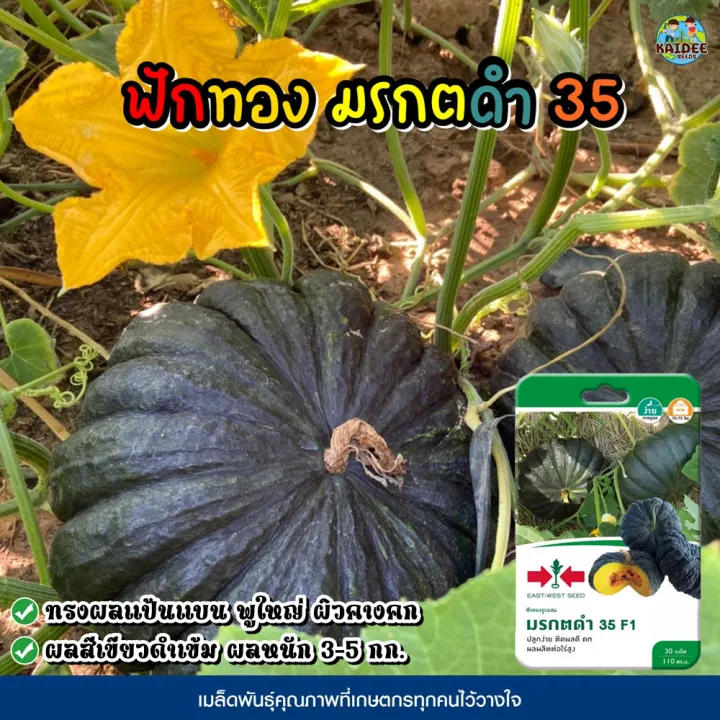 เมล็ดฟักทอง ลูกผสม มรกตดำ 35 F1 ตราศรแดง