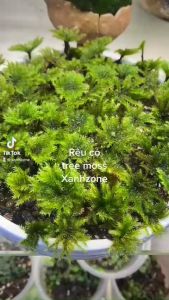 rêu cọ rêu cây set bình terrarium bán cạn tiểu cảnh tranh rêu