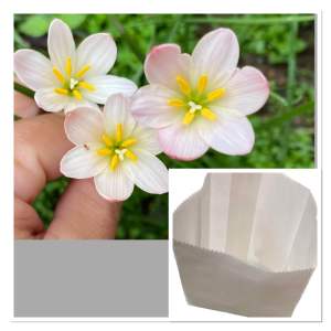 ท.หัวดอกบัวดิน Sakurahime หัวละ 15 บาท